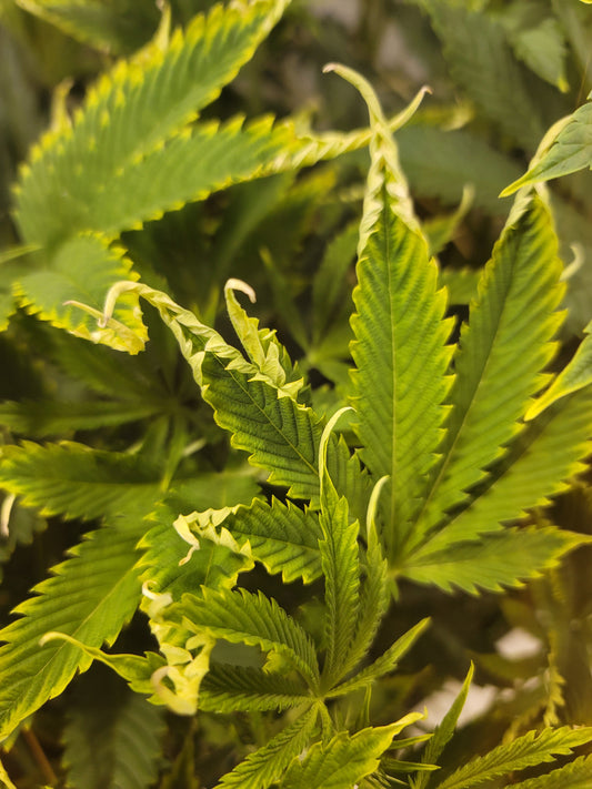 WE-Test: Comprehensive Cannabis Pathogen Panel