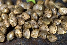 WE-Test for Bulk Seed Testing for Cannabis Pathogens